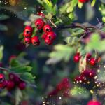 5 Powerful Medicinal Benefits of the Hawthorn Tree